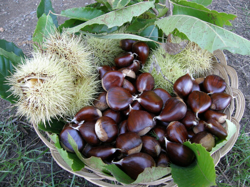 castagne